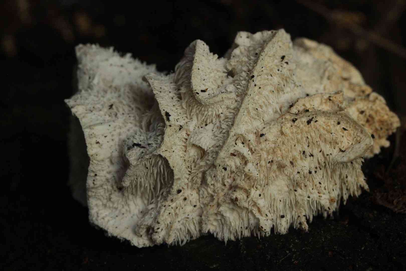 Tiered tooth fungus (Hericium cirrhatum) thumbnail 3