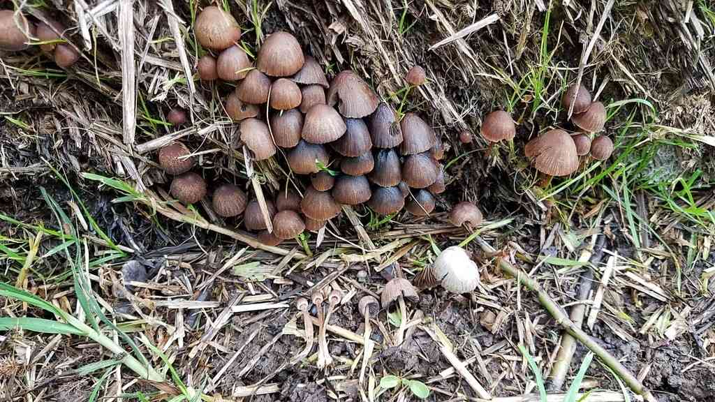 Psathyrella prona (Psathyrella prona) thumbnail 2