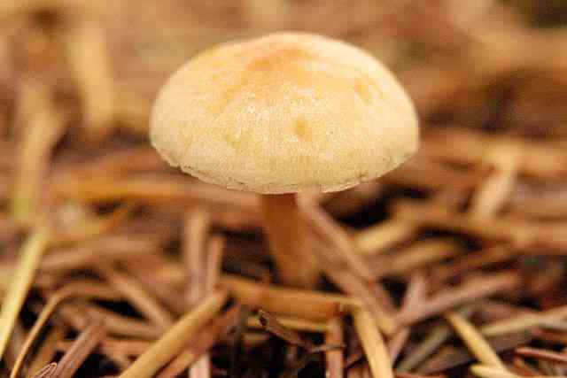 Rooting brownie (Hypholoma radicosum) thumbnail 2