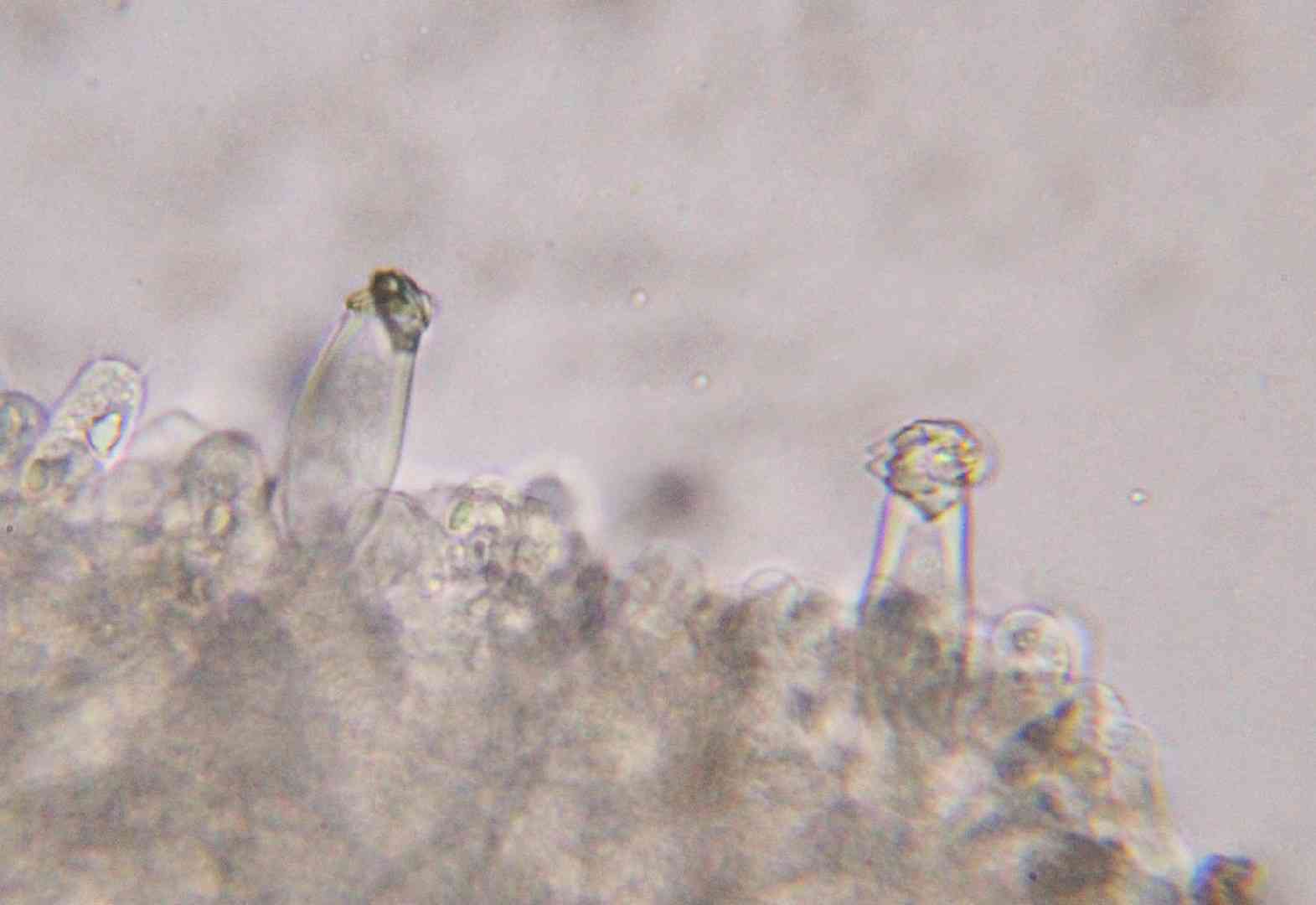 Inocybe fibrosa (Inocybe fibrosa) thumbnail 2