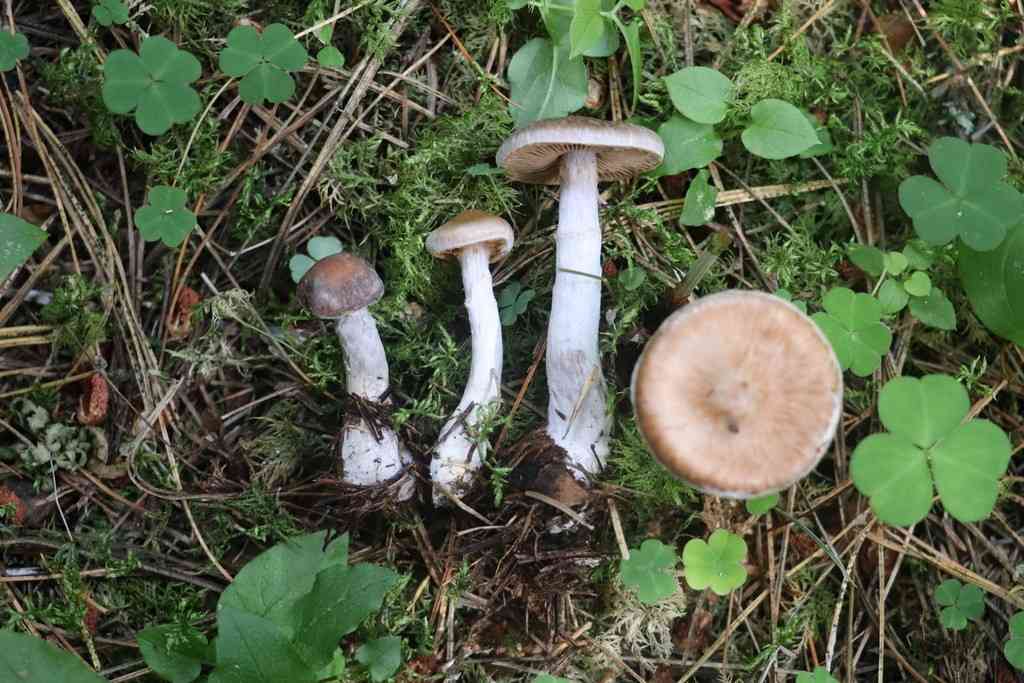 Cortinarius saturninus (Cortinarius saturninus) thumbnail 1