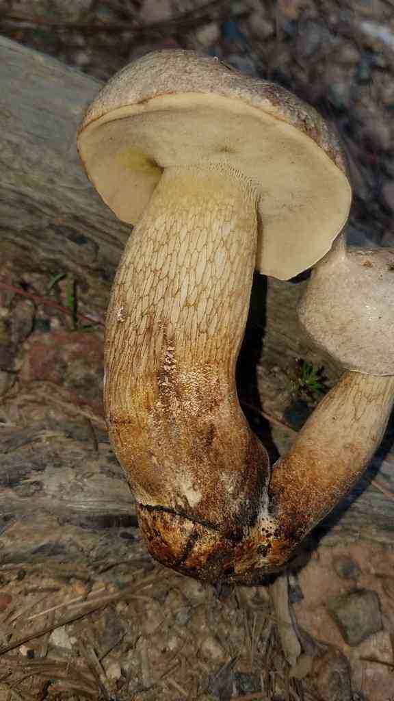 Grey bolete (Retiboletus griseus) thumbnail 1