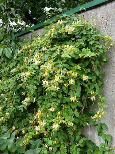 Japanese honeysuckle