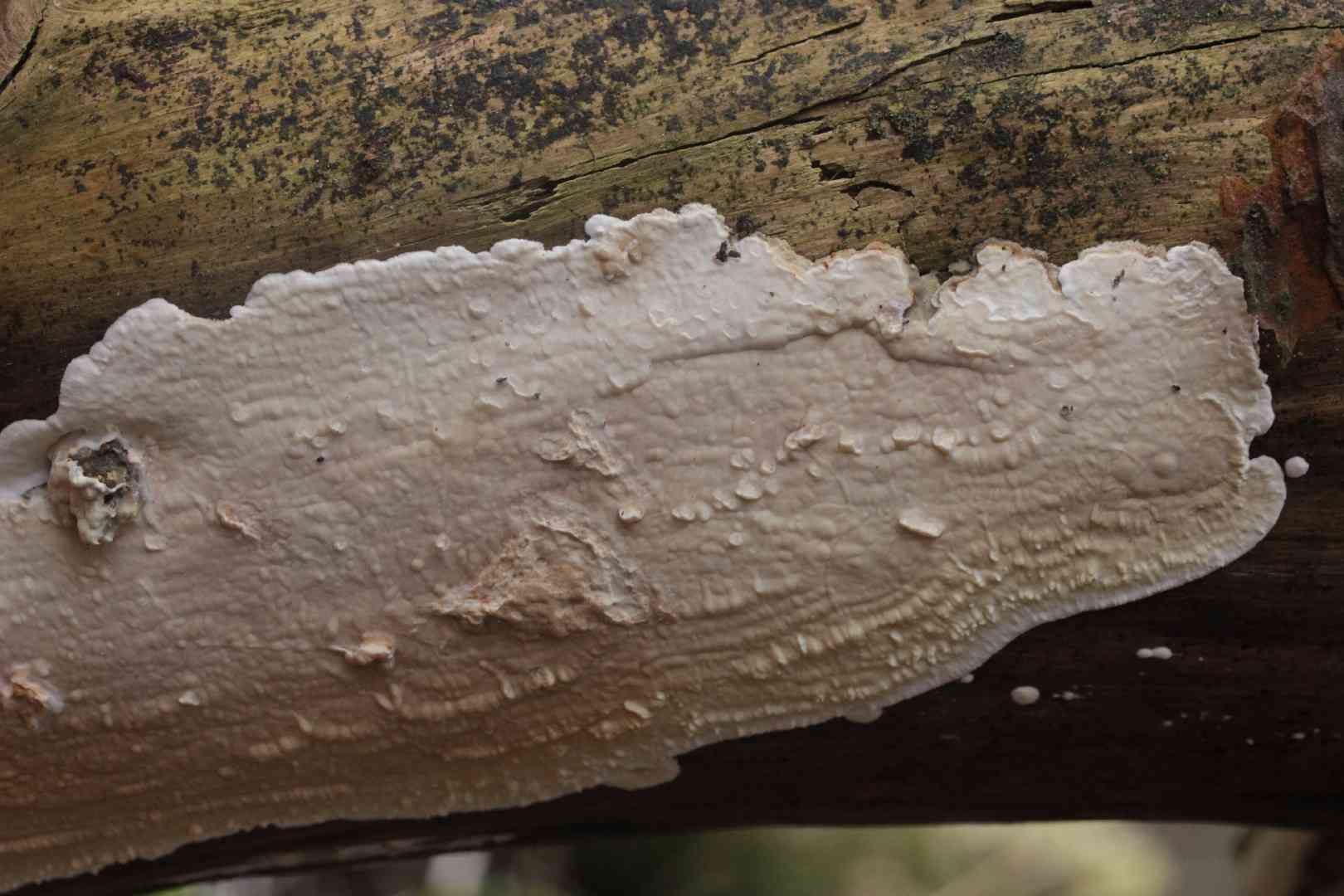 Dacryobolus karstenii (Dacryobolus karstenii) thumbnail 2