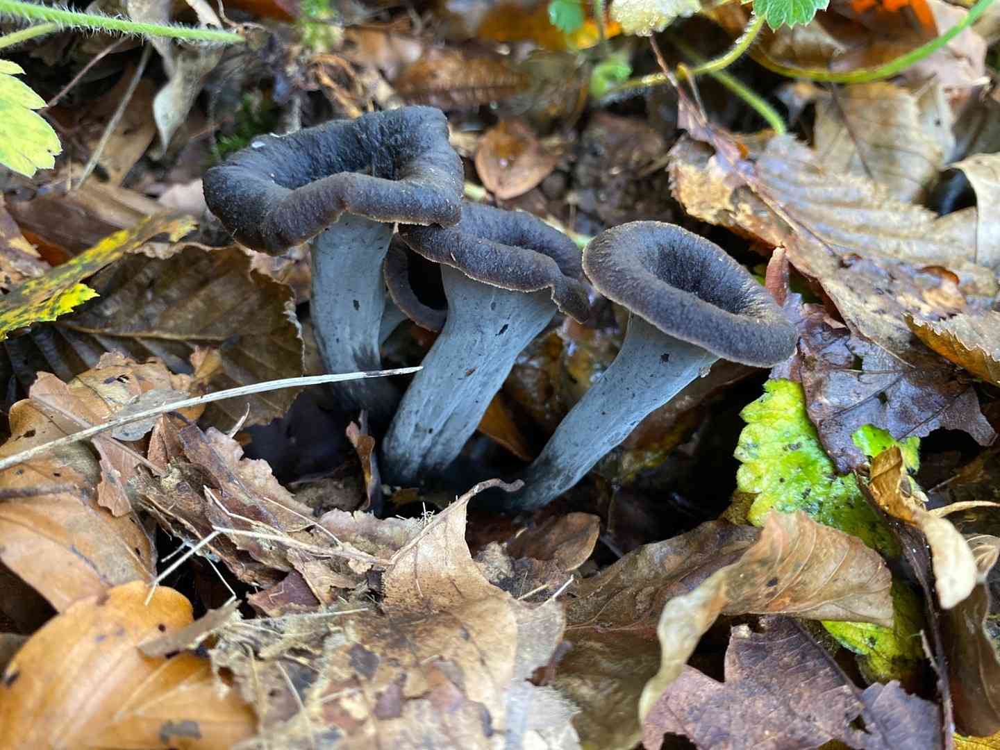Horn of plenty (Craterellus cornucopioides) thumbnail 1