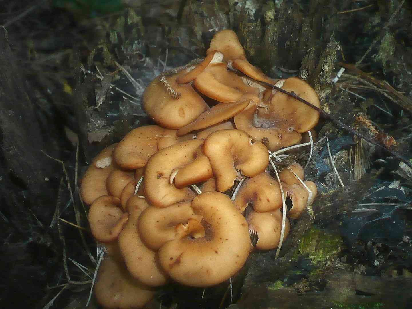 Aniseed cockleshell (Lentinellus cochleatus) thumbnail 2