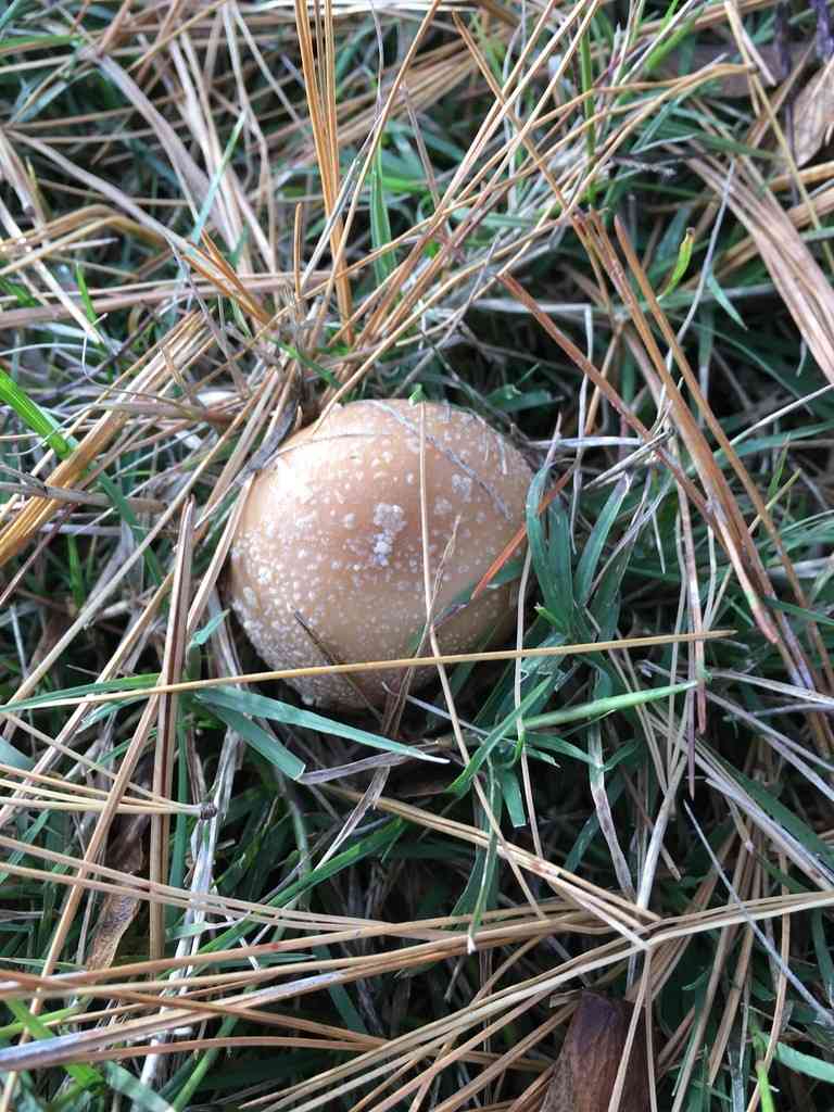 Poison Champagne Amanita (Amanita crenulata) thumbnail 3