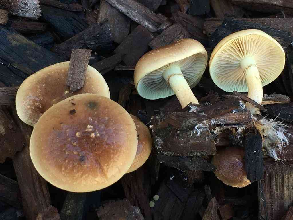 Slender pholiota
