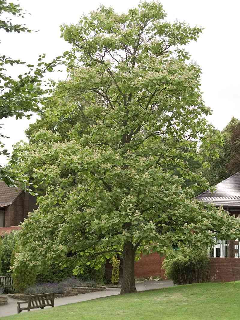 Chinese catalpa