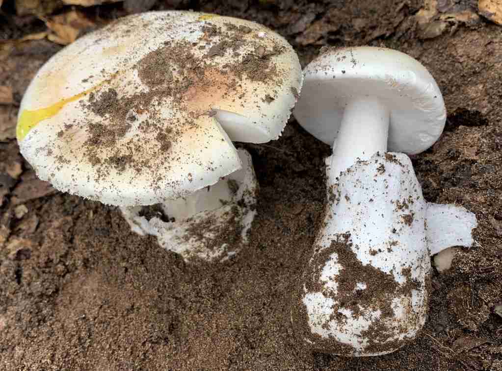 Death angel (Amanita ocreata)
