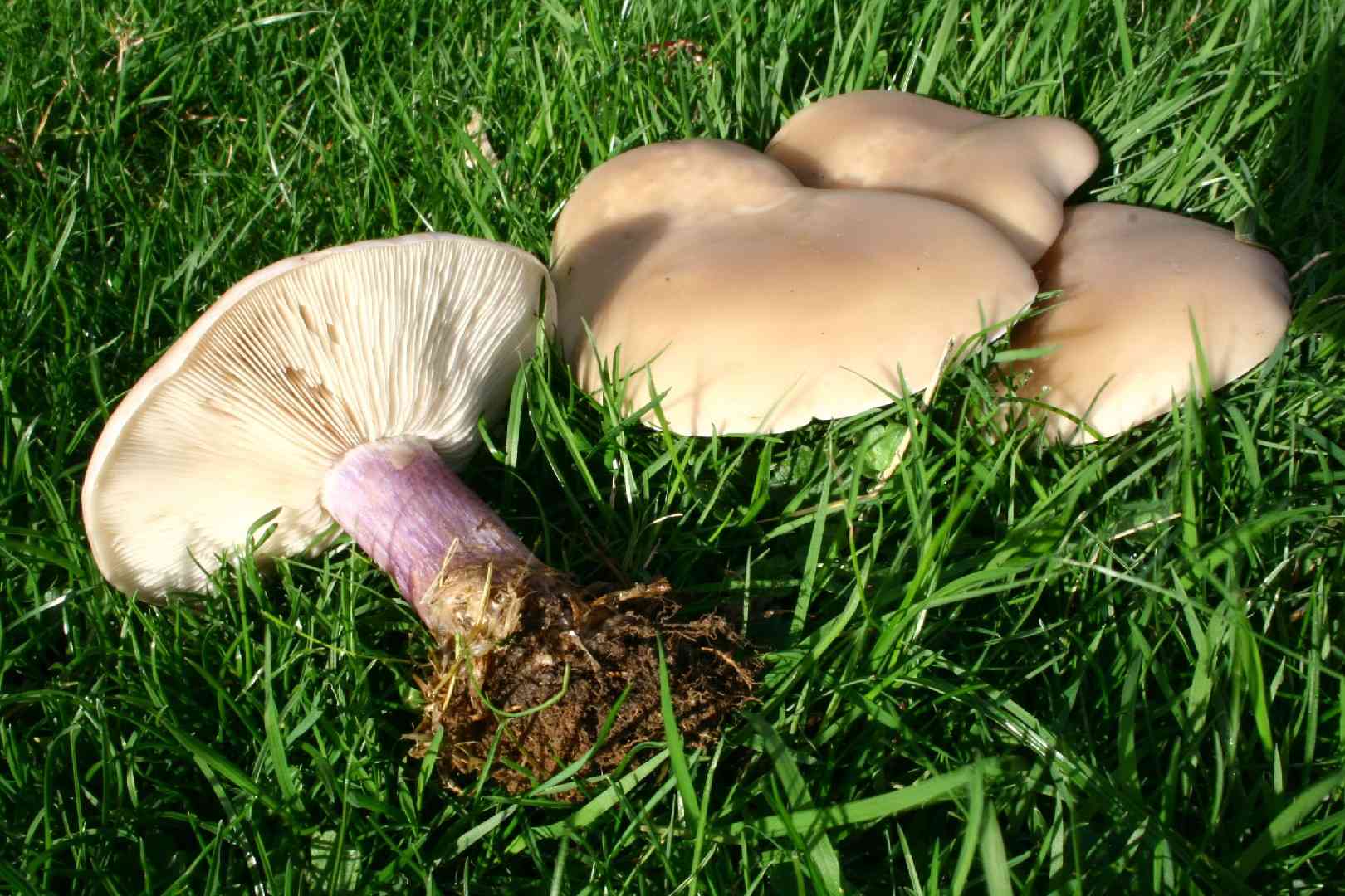 Field blewit (Lepista personata) thumbnail 2