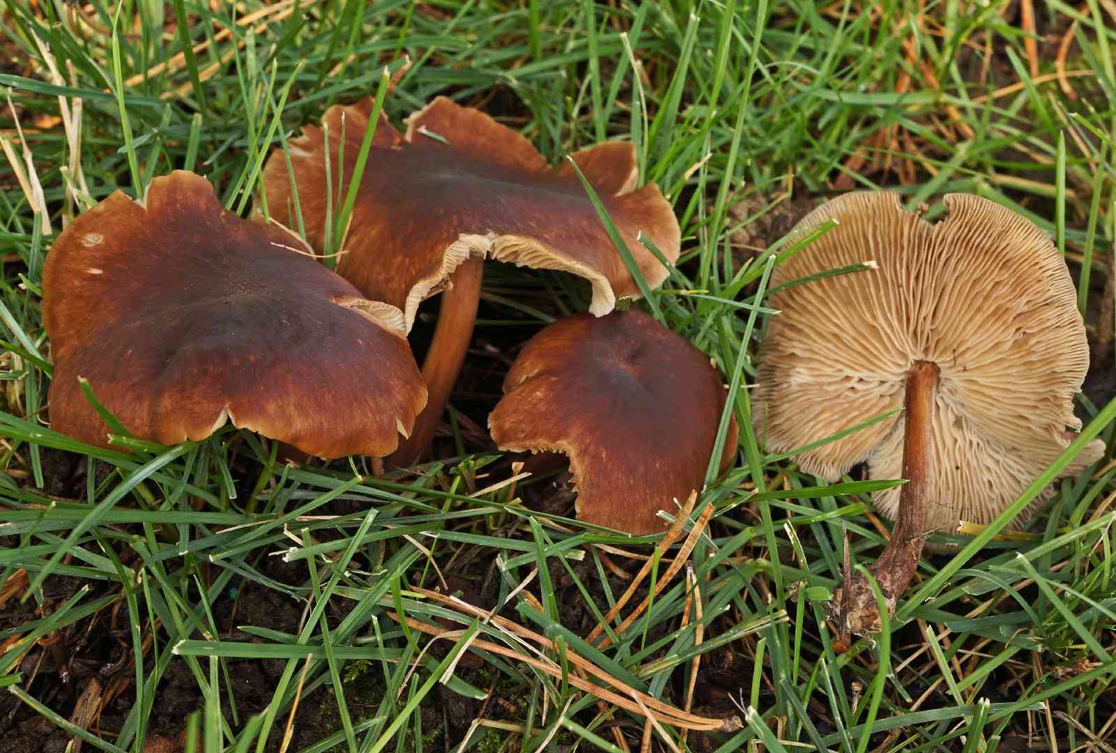 Luxury caps (Gymnopus luxurians) thumbnail 3