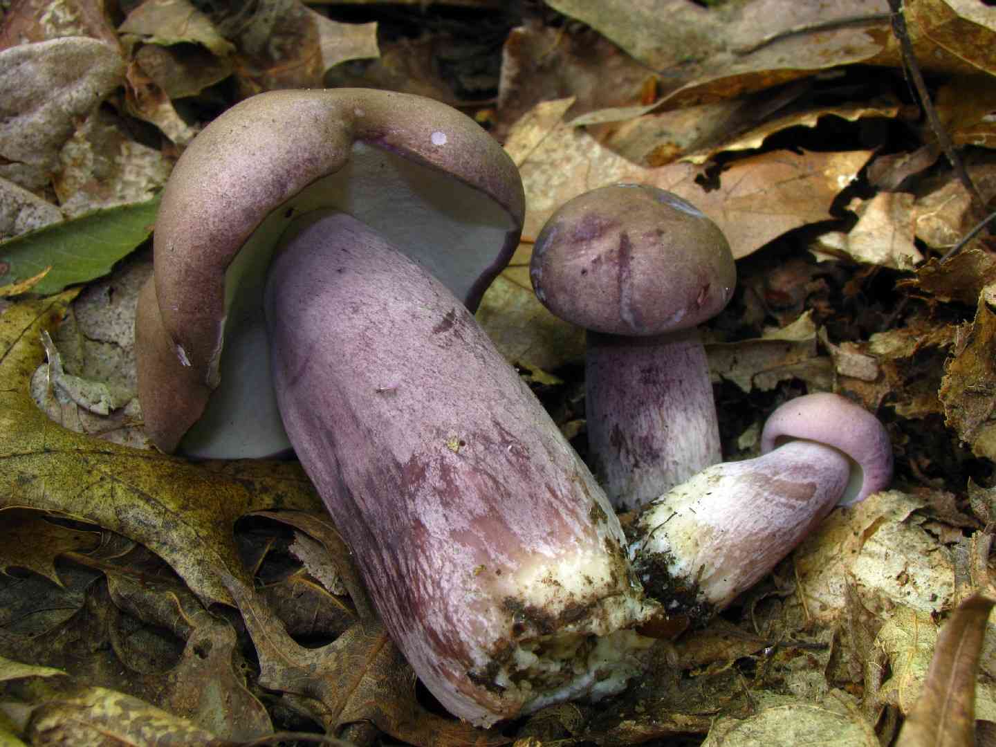 Violet-grey bolete (Tylopilus plumbeoviolaceus) thumbnail 3