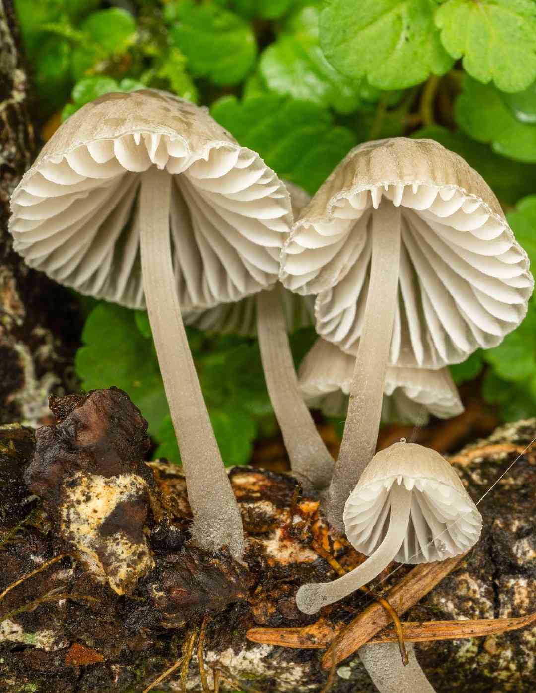 Mycena subcana (Mycena subcana) thumbnail 2