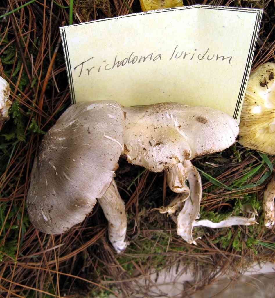 Tricholoma luridum (Tricholoma luridum) thumbnail 3
