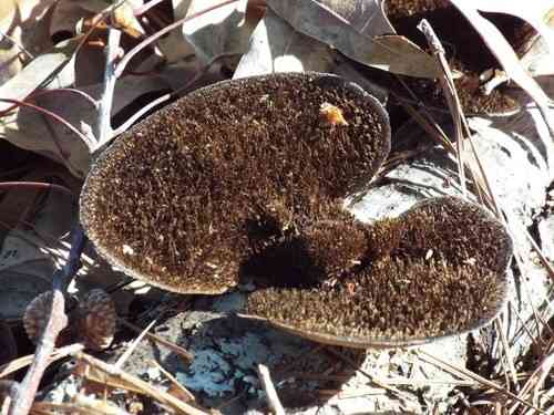 Hairy hexagonia (Hexagonia hydnoides) thumbnail 2