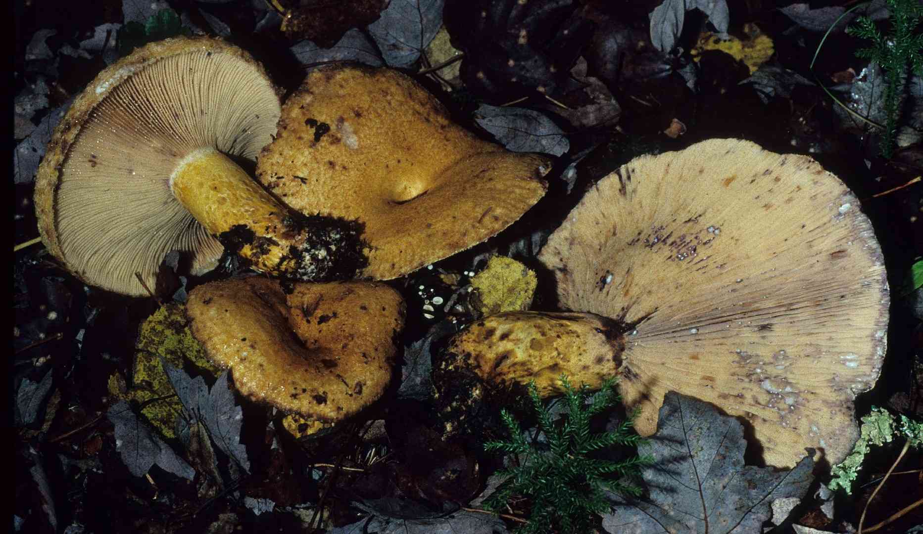 Purple-staining bearded milk cap (Lactarius repraesentaneus) thumbnail 2