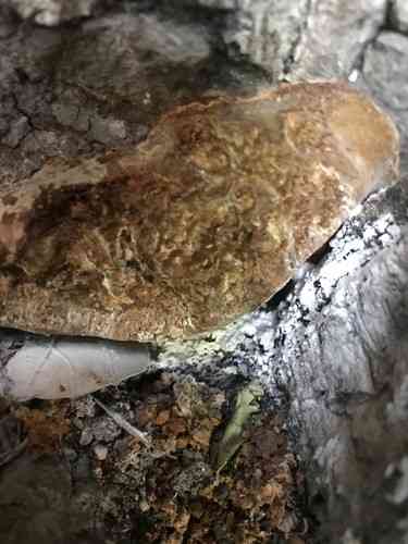 Mustard yellow polypore (Phellinus gilvus) thumbnail 3