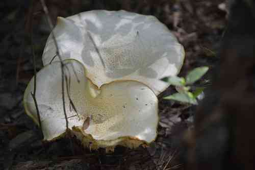 Scaly lentinus (Neolentinus lepideus) thumbnail 3