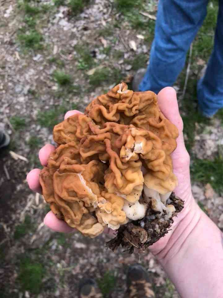 Snow false morel (Gyromitra korfii) thumbnail 2