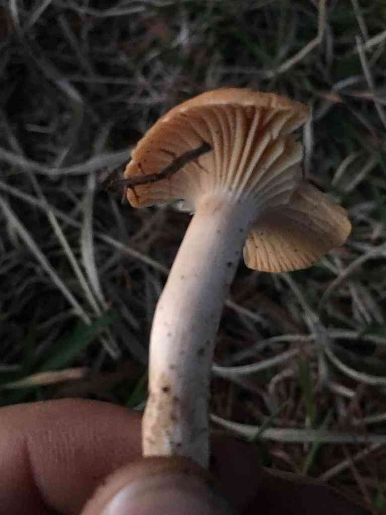 Meadow waxcap (Cuphophyllus pratensis) thumbnail 2