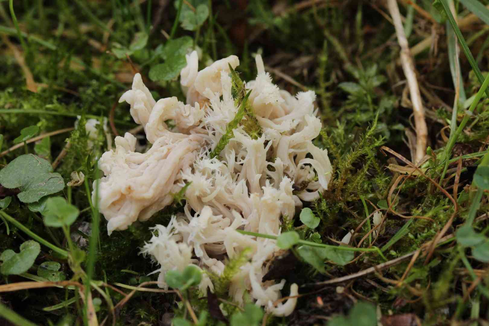 Gray coral (Clavulina cinerea) thumbnail 2