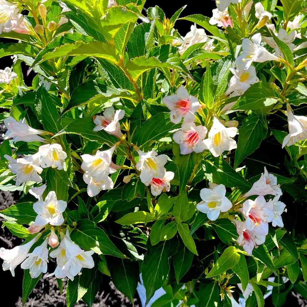 Old fashioned weigela