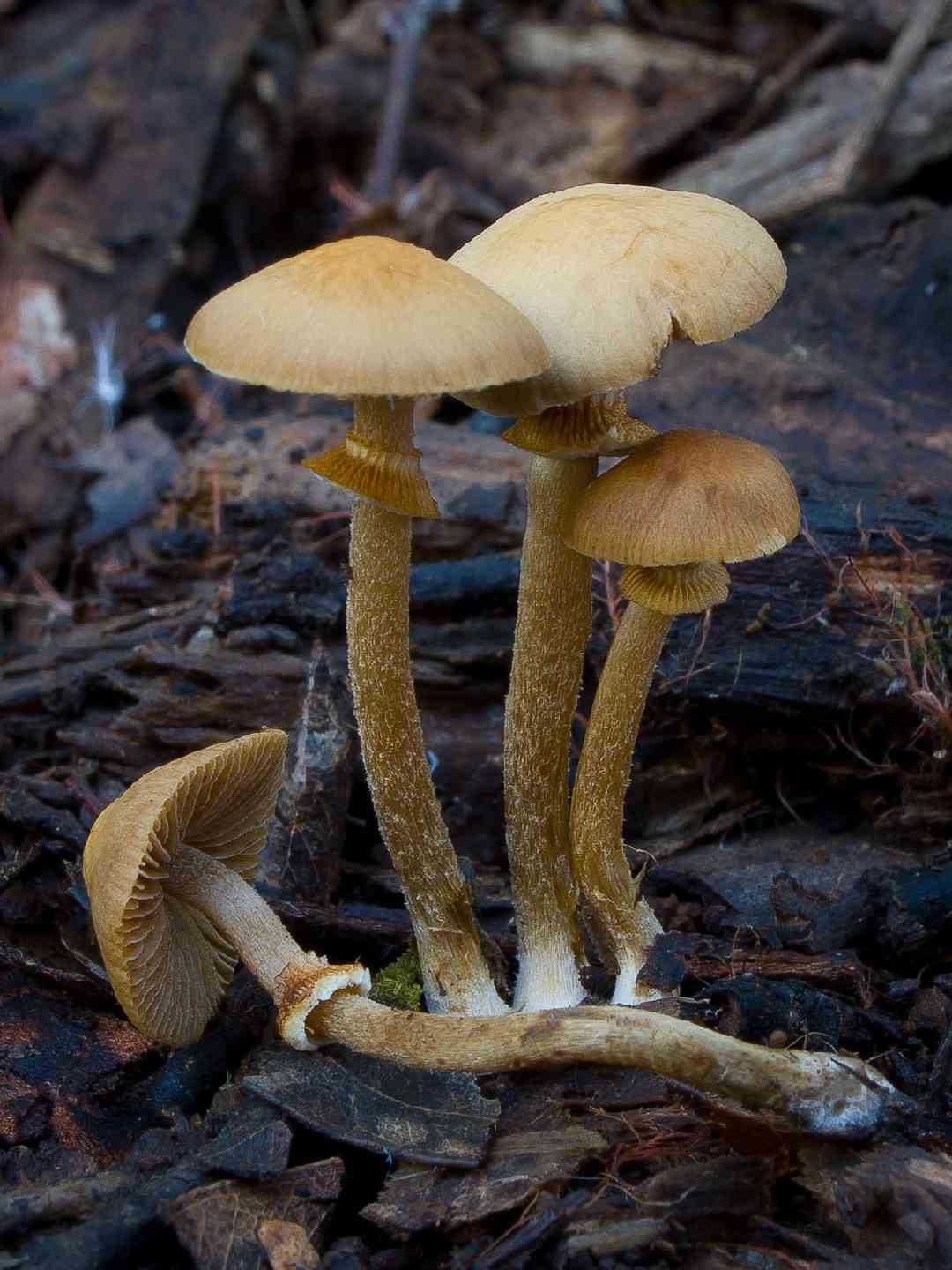 Conocybe rugosa (Conocybe rugosa) thumbnail 1