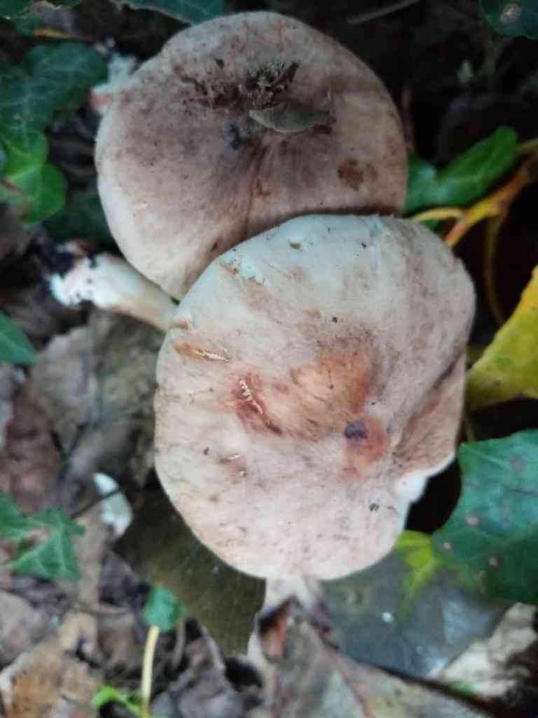 Blushing dapperling (Leucocoprinus badhamii) thumbnail 2