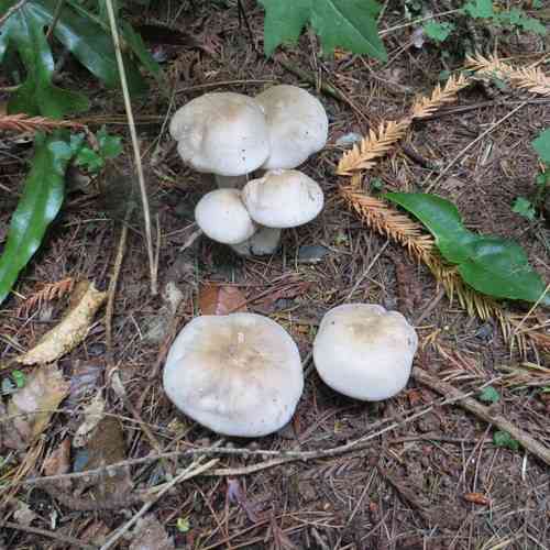 Clouded funnel (Clitocybe nebularis) thumbnail 2