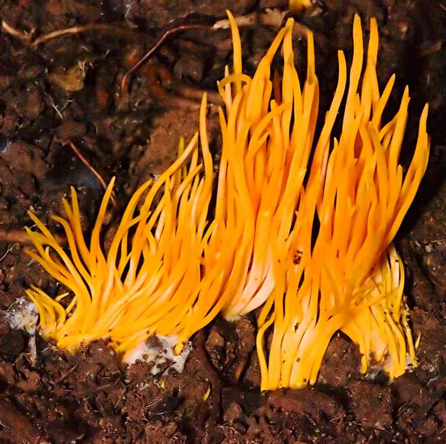 Clavulinopsis amoena (Clavulinopsis amoena) thumbnail 2