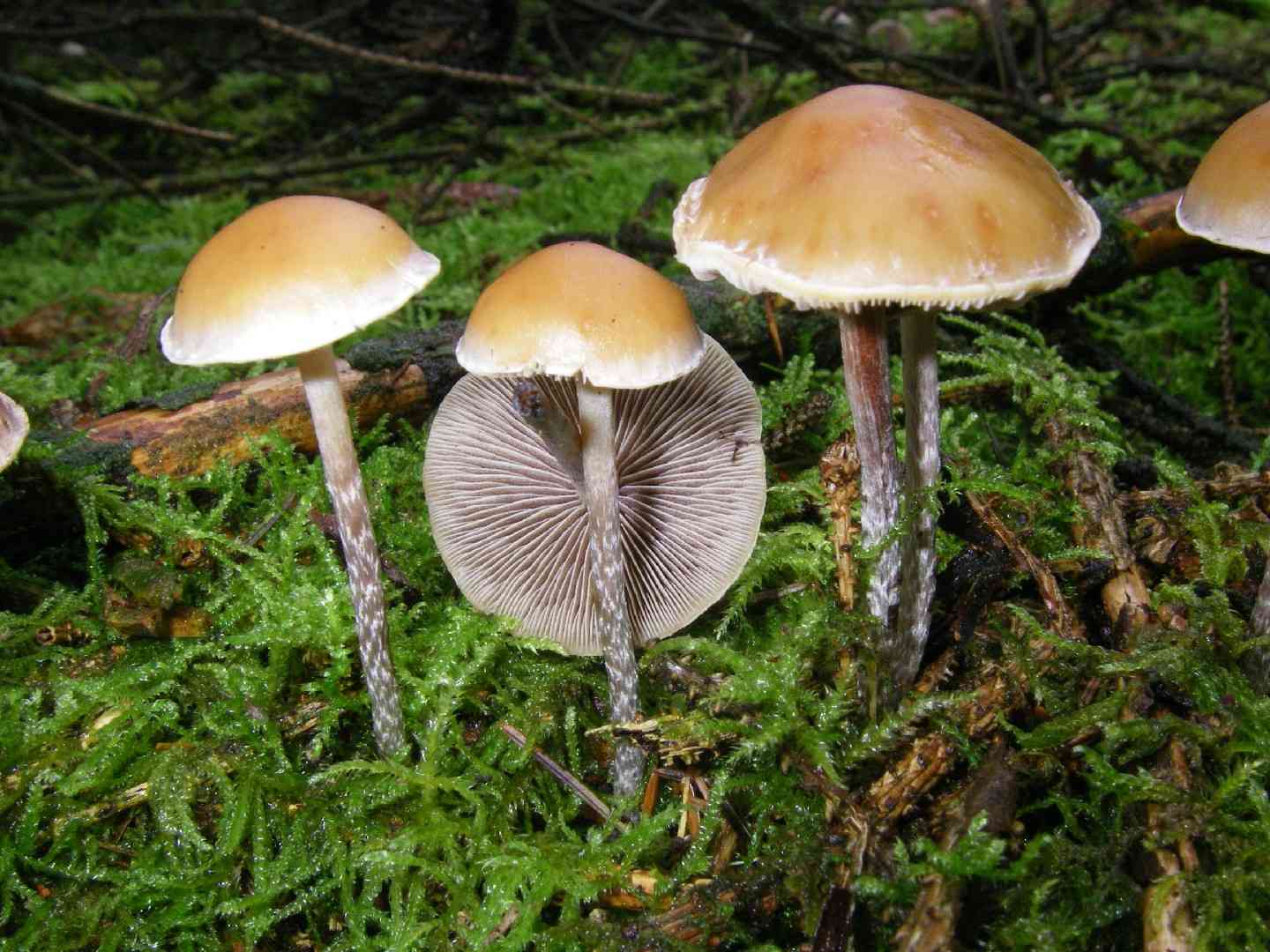 Snakeskin Brownie (Hypholoma marginatum) thumbnail 1