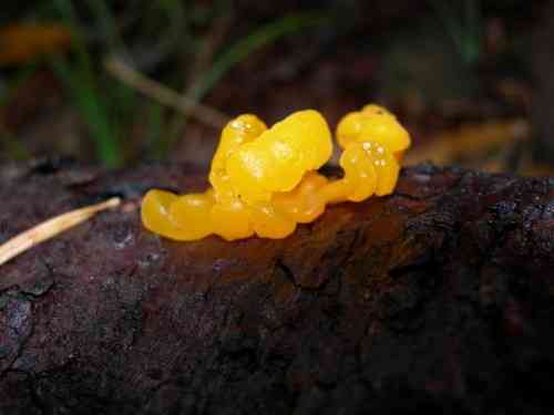 Orange jelly (Dacrymyces chrysospermus) thumbnail 3