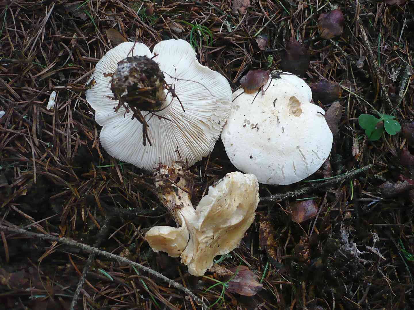Chemical knight (Tricholoma stiparophyllum) thumbnail 2