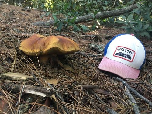 King bolete thumbnail 2