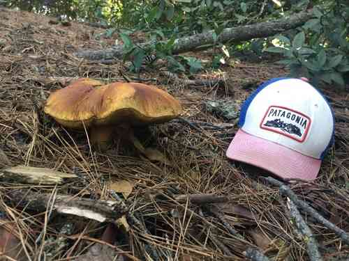 King bolete (Boletus edulis) thumbnail 2