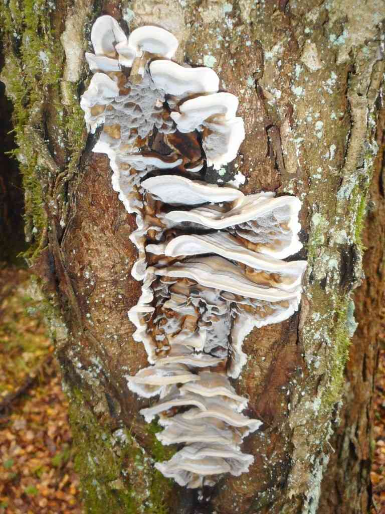 Smoky polypore (Bjerkandera adusta) thumbnail 2