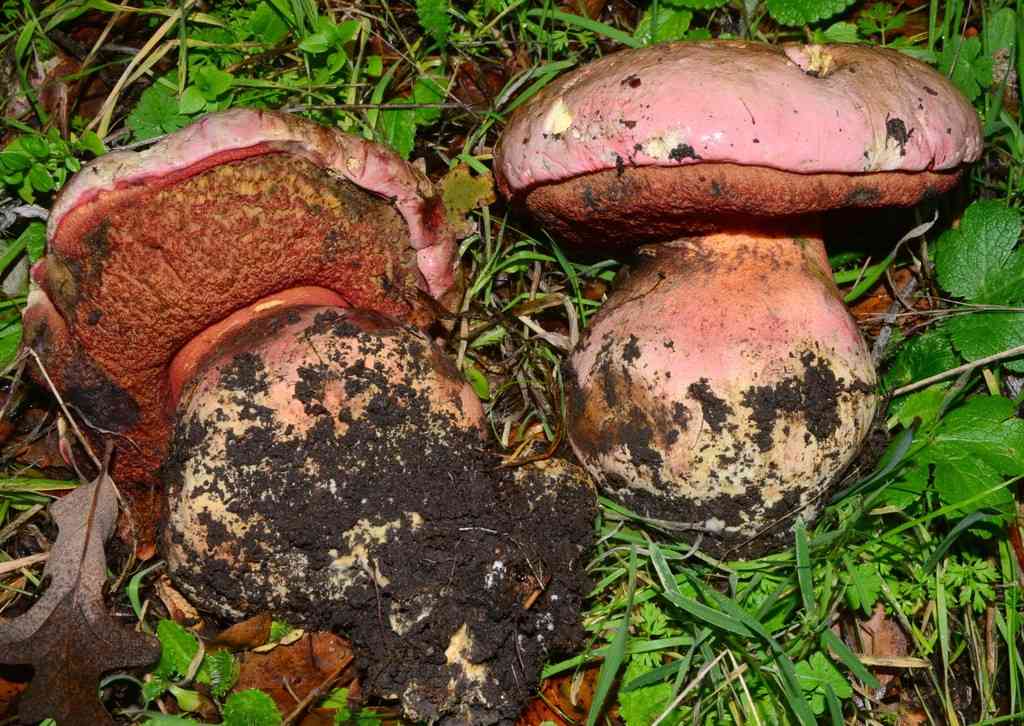 Satan's bolete (Rubroboletus eastwoodiae) thumbnail 2