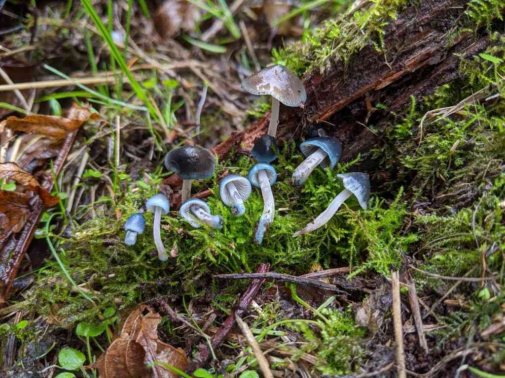 Coldfoot bonnet (Mycena amicta) thumbnail 2