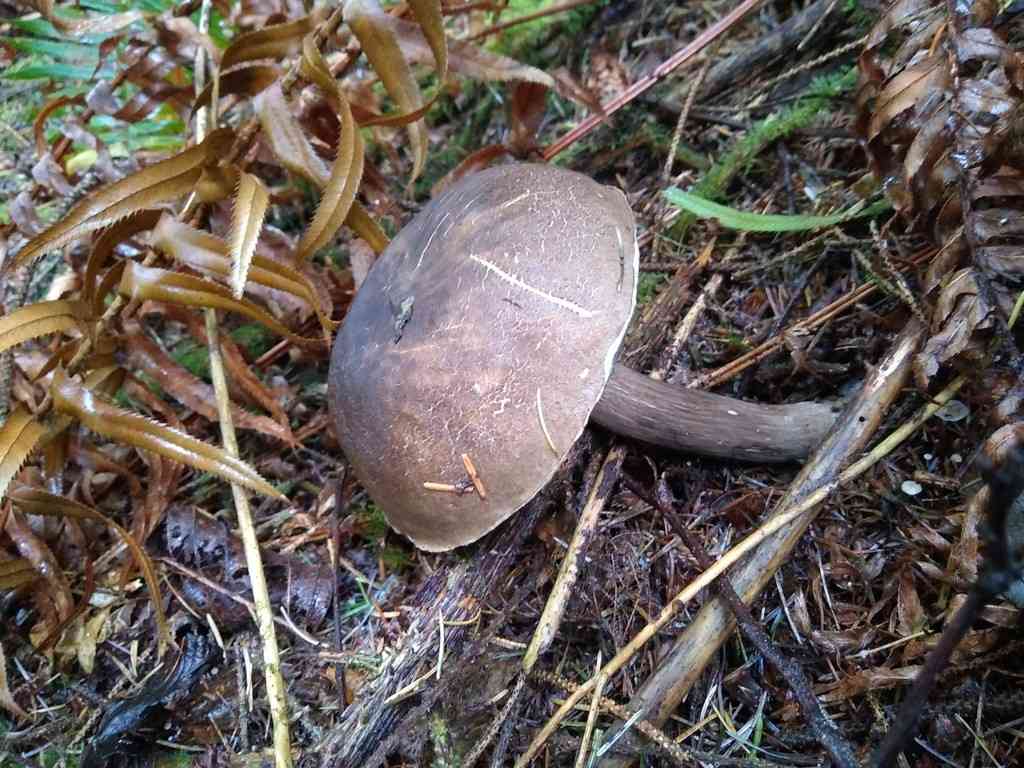 Dusky bolete (Porphyrellus porphyrosporus) thumbnail 2