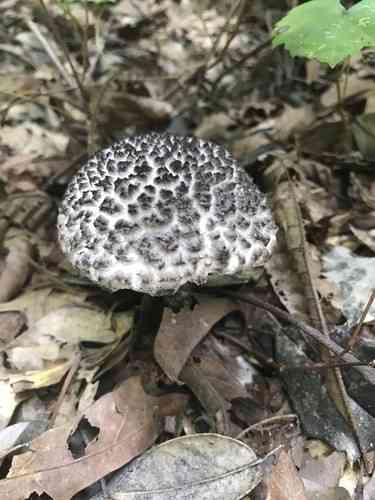 Old man of the woods (Strobilomyces confusus) thumbnail 2
