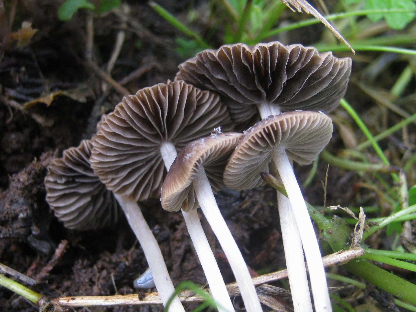 Maroon brittlestem thumbnail 2