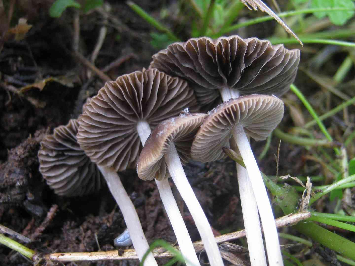 Maroon brittlestem (Psathyrella bipellis) thumbnail 2
