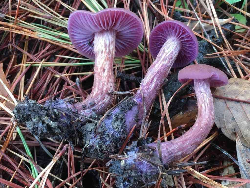Western amethyst laccaria (Laccaria amethysteo-occidentalis) thumbnail 3