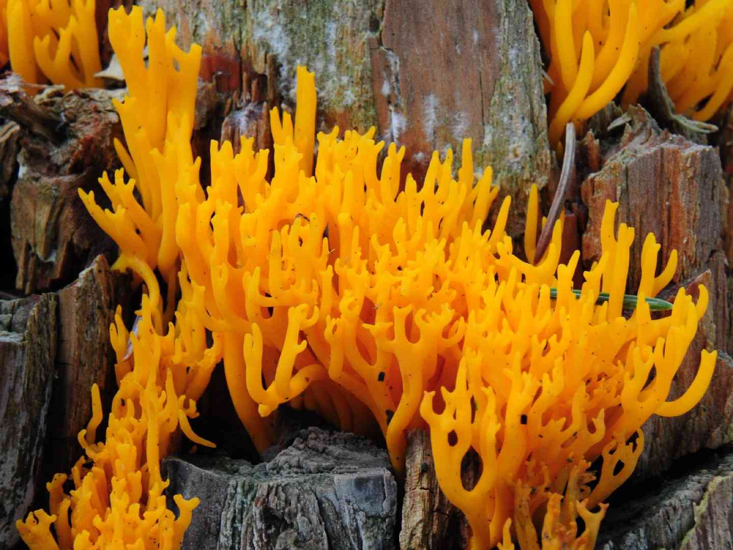 Yellow stagshorn (Calocera viscosa) thumbnail 3