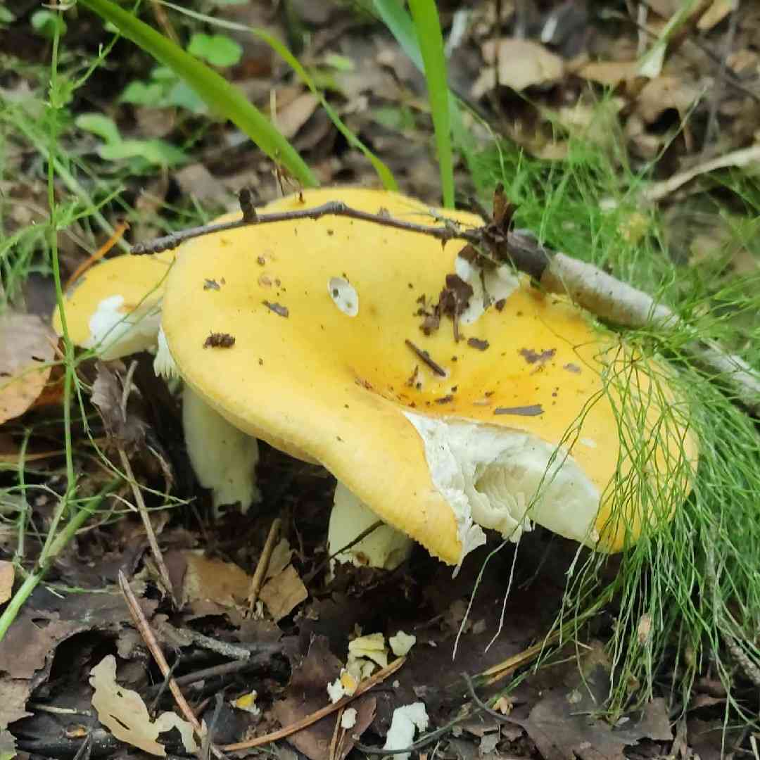Yellow swamp russula