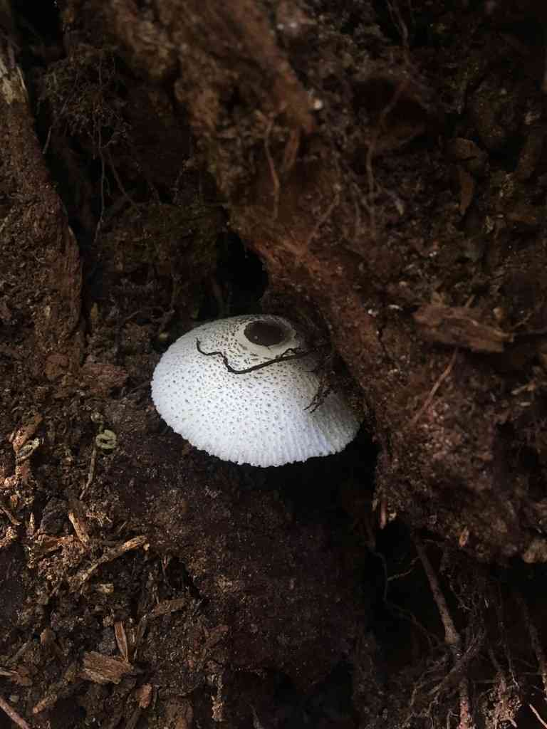 Skullcap dapperling (Leucocoprinus brebissonii) thumbnail 2