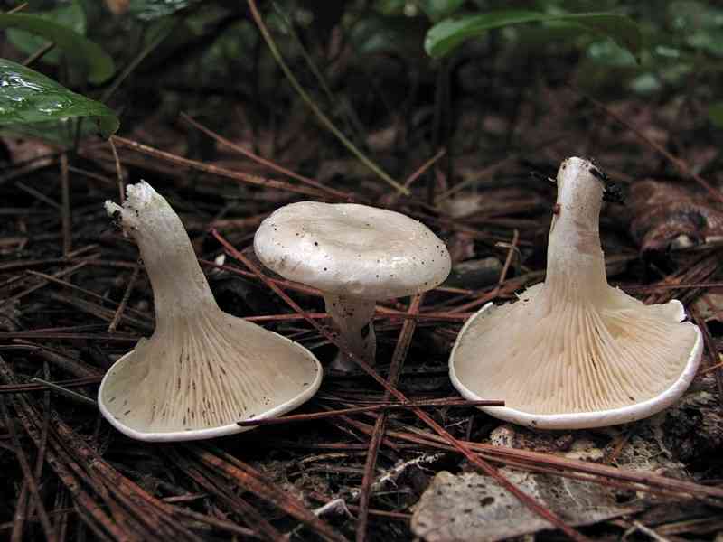 Sweetbread mushroom (Clitopilus prunulus) thumbnail 3