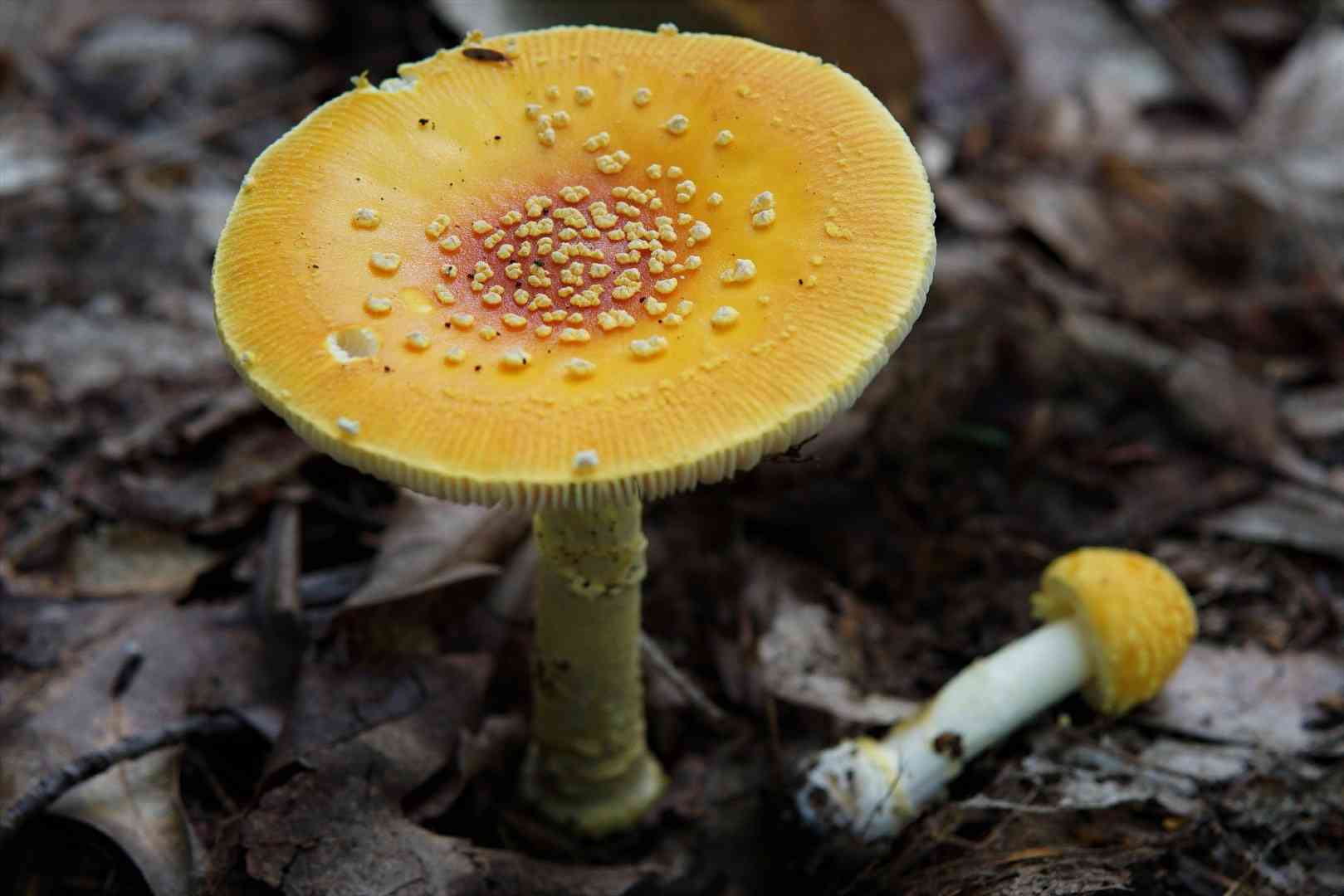 Frost's amanita (Amanita frostiana) thumbnail 2
