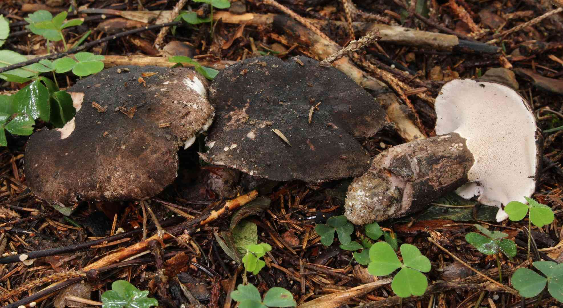 Boletopsis leucomelaena (Boletopsis leucomelaena) thumbnail 1